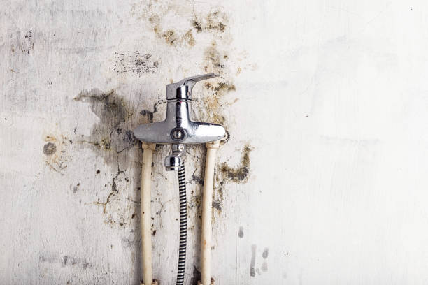 Best Mold Removal Company Near Me  in Sharpsburg, NC