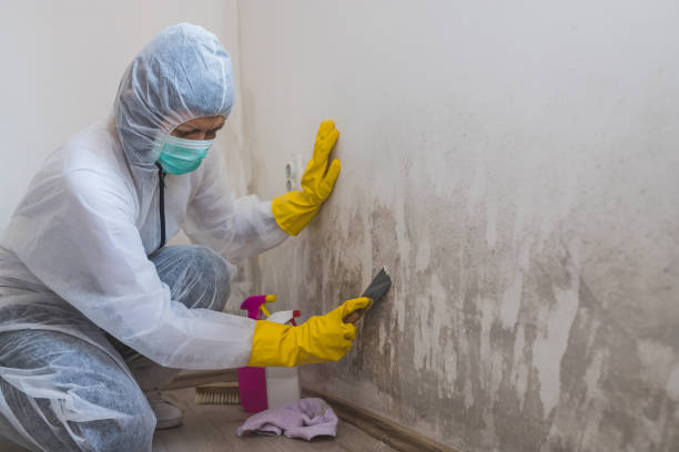 Best Mold Inspection  in Sharpsburg, NC