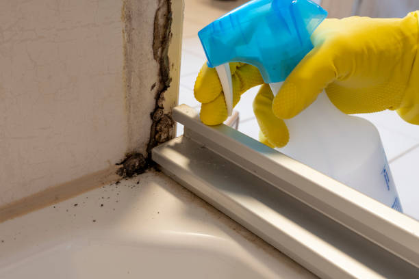 Best Best Mold Removal Companies  in Sharpsburg, NC