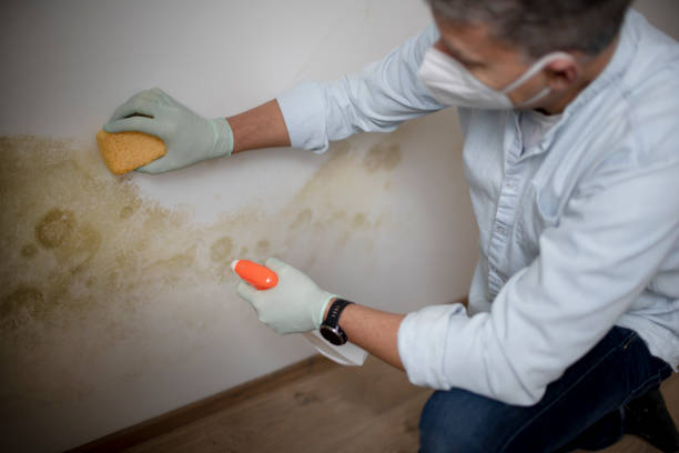 Best Mold Damage Repair  in Sharpsburg, NC