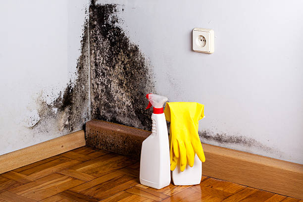 Best Emergency Mold Removal  in Sharpsburg, NC
