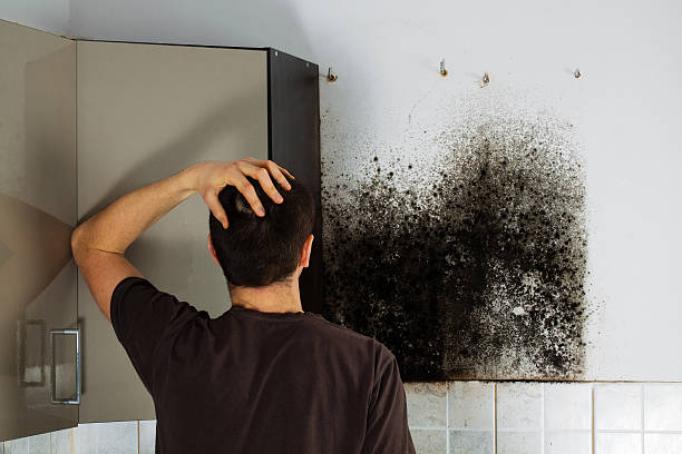 Reliable Sharpsburg, NC Mold Removal Solutions